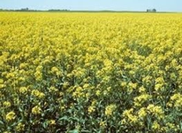 Şalgam Otu Türleri ve Özellikleri Şalgam Otu Türleri ve Özellikleri